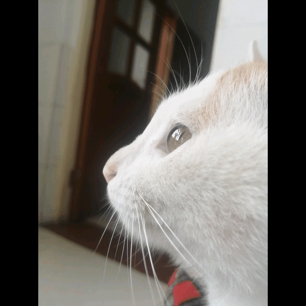 啊 小猫gif By 苏玖ᝰ 啊 小猫gif By 苏玖ᝰ